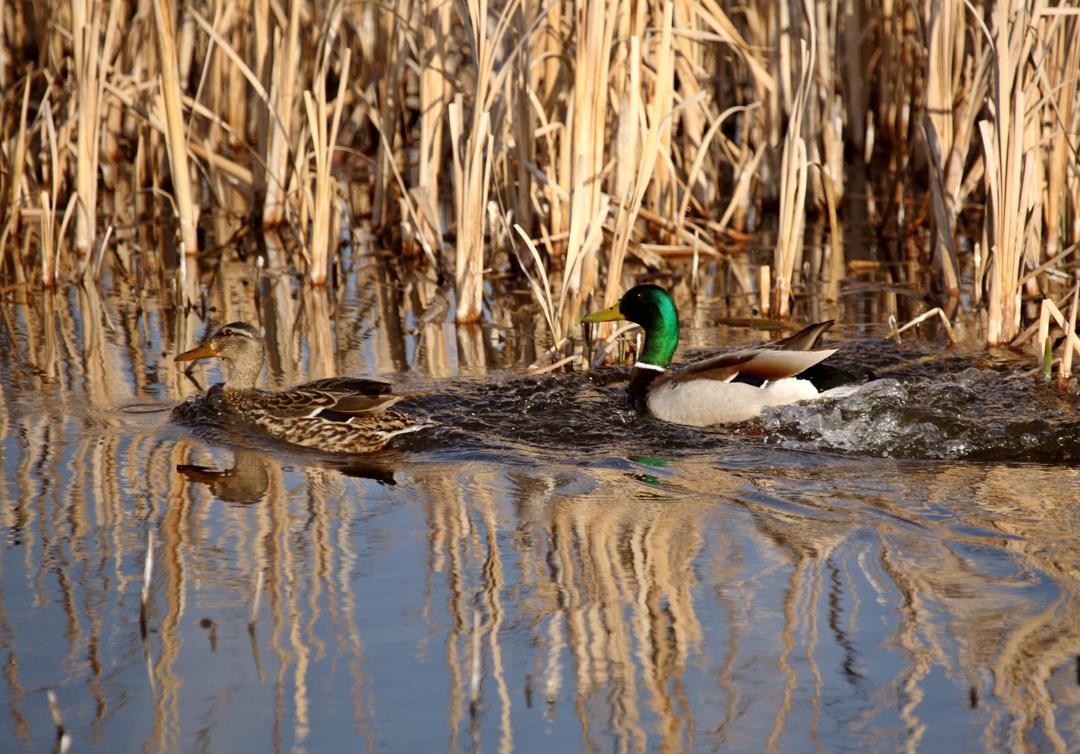 ducks unlimited