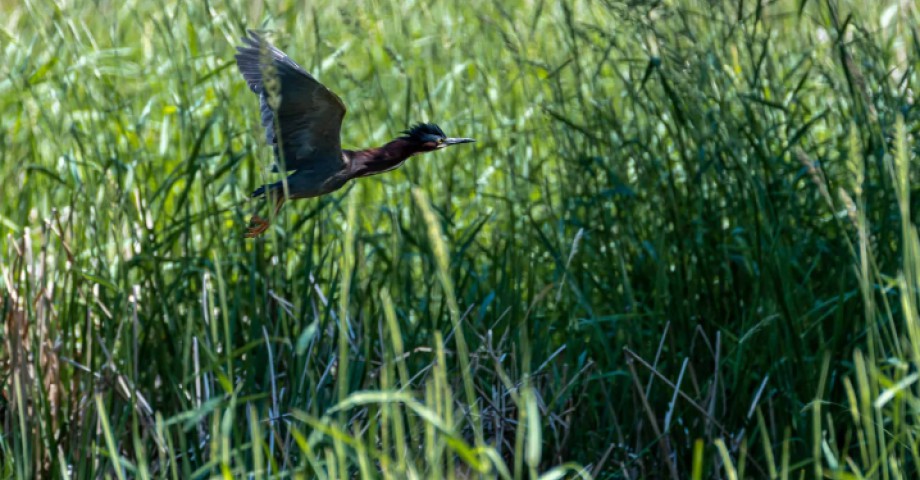 Ottawa Riverkeeper