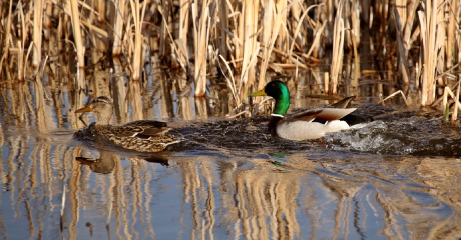 ducks unlimited