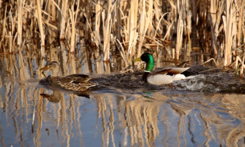 ducks unlimited